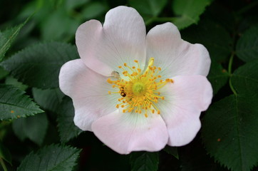 Beautiful rosehip flower with leaves