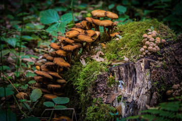 Champignons &agrave; la queue leuleu