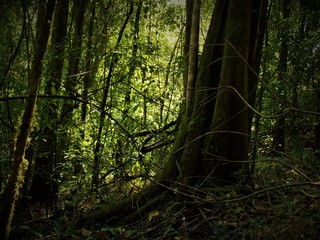 El Bosque