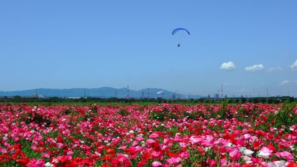 A field with lots of poppies and a hang glider flying over it