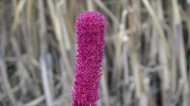 Amaranthus flower in full bloom . Flower petals with moving , changing patterns.  2d Visual effect  , fx. 
Living photo , cinemagraph style animation . Closeup , macro view . Time-lapse effect