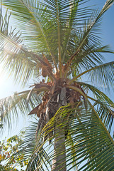 Obraz premium Single palm at the beach