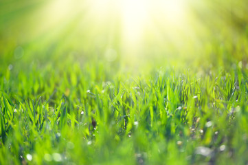 Young green wheat grows in the field. Rows with sprouts of wheat. Sunny spring morning.