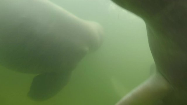 Two river dolphins with mouth open playing and swimming around each other in the Araguaia River at the Amazon Rainforest