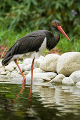 Black Stork - Ciconia nigra, beautiful iconic water bird from European fresh waters, Zlin, Czech Republic.