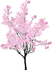 cherry small tree with pink flowers on white
