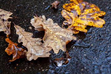 Dew on oak leaves. Fall.