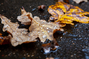 Dew on oak leaves. Fall.