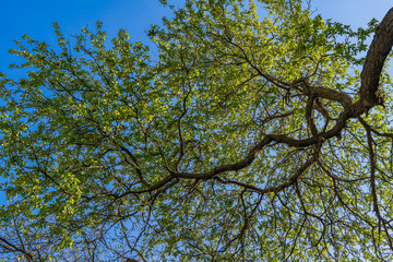 Branches of a tree with green leaves on a blue sky background.