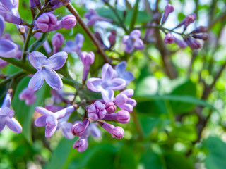 Blooming lilac
