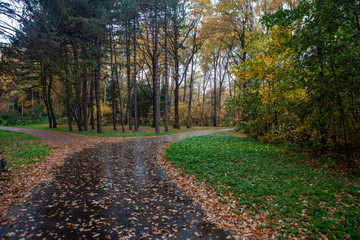 Obraz premium Autumn rainy day in the park.