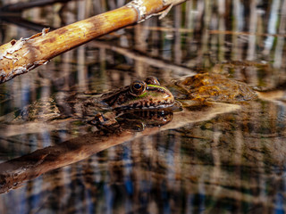 In search of prey