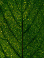 Fototapeta na wymiar Close up of green leaf ! 