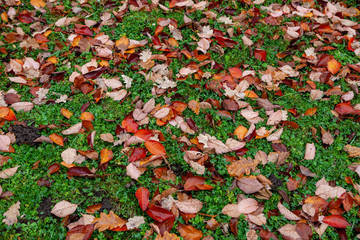 Yellow Autumn leafs on the ground.