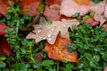 Dew on oak leaves. Fall.