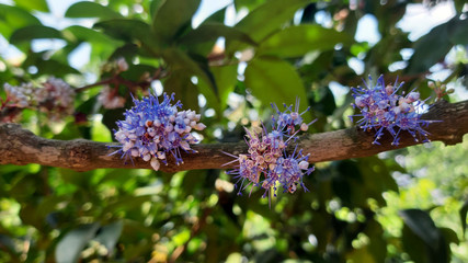 BEAUTIFUL FLOWERS ON THE BRANCHES