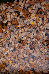 Dew on oak leaves. Fall..
