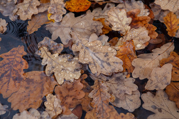 Dew on oak leaves. Fall.