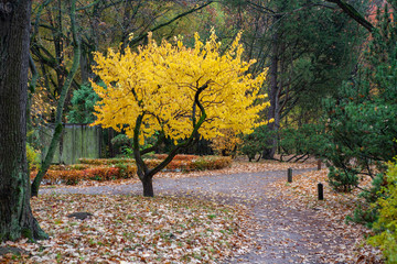 Autumn rainy day in the park.