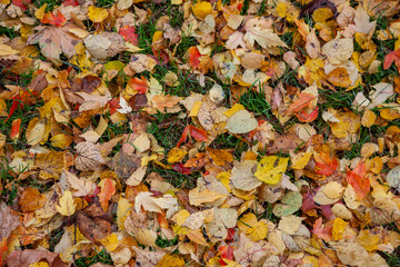 Yellow Autumn leafs on the ground.