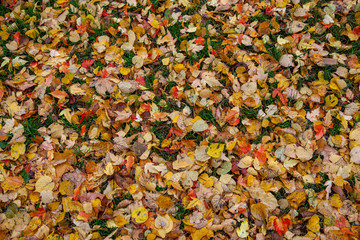 Yellow Autumn leafs on the ground.
