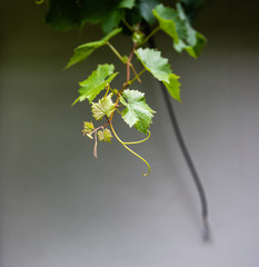 Square image of wine branch early in the spring