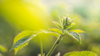 Blackberry plant berry green leaves and bud after rain with dew. Home growing fruits in spring time. Free copy space. Top view. Early morning time light
