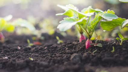 Radish seedlings young plant green leaves in soil after rain on home garden. Home growing vegetables in spring time. Free copy space. Early morning light. Top view