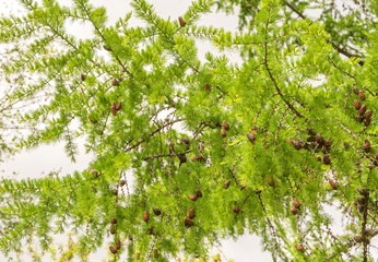 Coniferous fir branches with cones