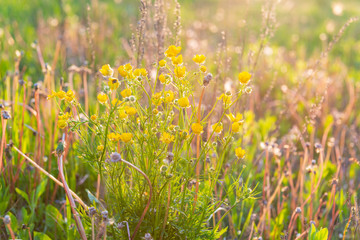 Wildflowers on the sunset.