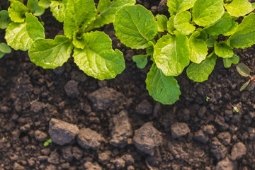 Chinese cabbage seedlings young plant green leaves in soil after rain on home garden. Home growing vegetables in spring time. Free copy space. Early morning light. Top view