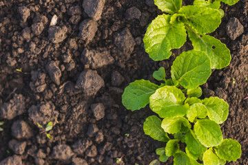 Chinese cabbage seedlings young plant green leaves in soil after rain on home garden. Home growing vegetables in spring time. Free copy space. Early morning light. Top view