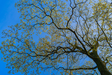 Branches of a tree with green leaves on a blue sky background.