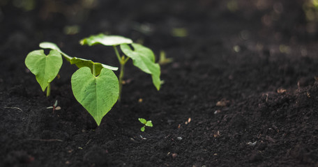 Haricot plant bean green leaves after rain with dew in black soil. Home growing vegetables in spring time. Free copy space.