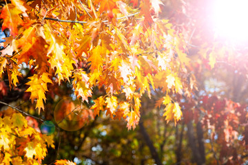 Bright yellow oak leaves