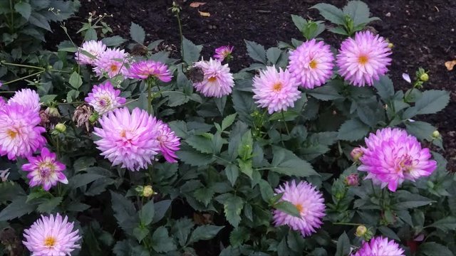 Field of pink Dahlia flowers in full bloom .  Flower petals moving , changing patterns.  2d Visual effect  , fx.
Living photo , cinemagraph style animation .Timelapse effect
