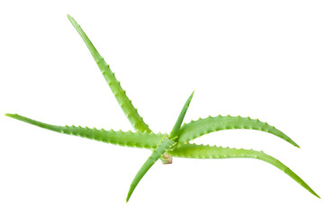 Aloe vera isolated on a white background