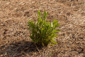 Green grass growing in the soil