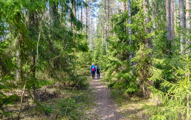 Fototapeta premium Two silhouettes of a man walking in a green coniferous forest.