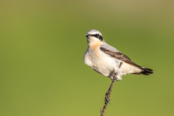 Fototapeta premium Common wheatear (Oenanthe oenanthe)