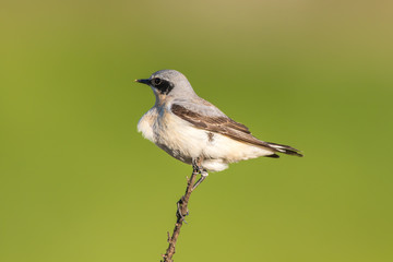 Common wheatear (Oenanthe oenanthe)