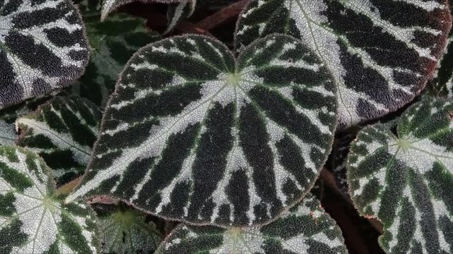 Silver Jewel Begonia with beautiful changing  , moving colors. 2d computer visual effect derived from color pattern flow.Living photo , cinemagraph animation. Transforming textures . Timelapse effect