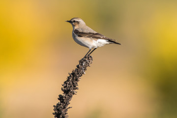 Common wheatear (Oenanthe oenanthe)