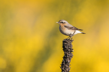 Common wheatear (Oenanthe oenanthe)