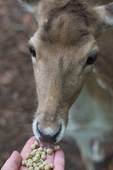 Reh beim füttern im Tierpark