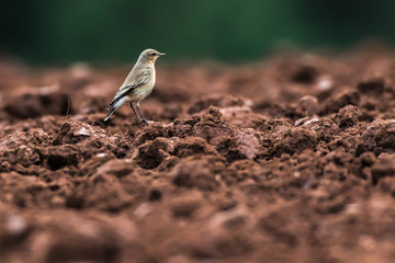 Common wheatear (Oenanthe oenanthe)