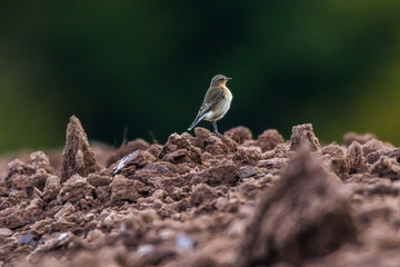 Common wheatear (Oenanthe oenanthe)
