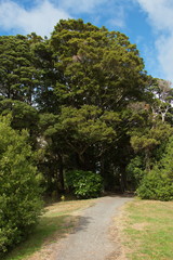 Big trees on Mangawhero Trail in Ohakune,Manawatu-Wanganui Region on North Island of New Zealand
