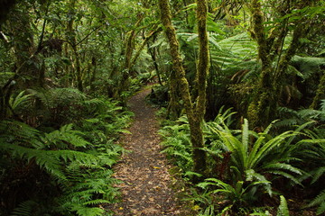 Forest on Mangawhero Forest Walk in Ohakune,Manawatu-Wanganui Region on North Island of New Zealand
