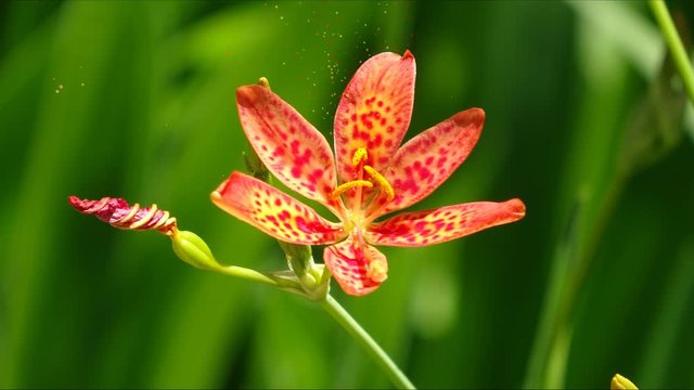 Leopard Lily .Belamcanda chinensis. Releasing pollen. 2d Visual effect  , fx. Living photo , cinemagraph style animation . Timelapse effect